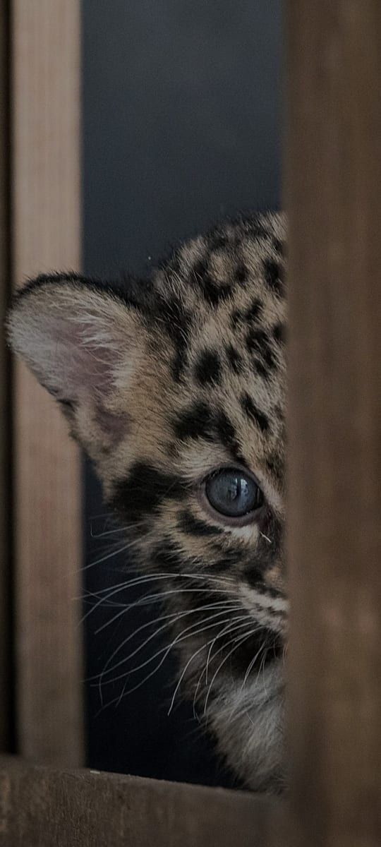 Profil de Zeev